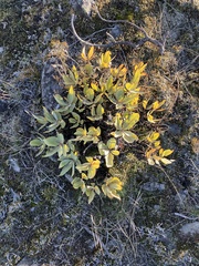 Penstemon barrettiae