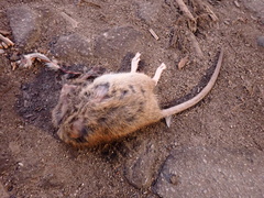 Rattus norvegicus