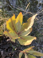 Penstemon barrettiae