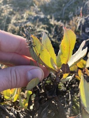Penstemon barrettiae