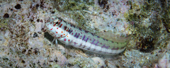 Bluespotted Blenny photo 4