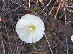 Calystegia longipes