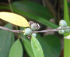 Paracritheus trimaculatus