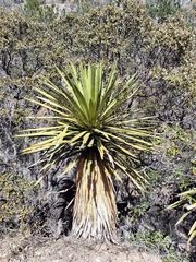 Yucca carnerosana