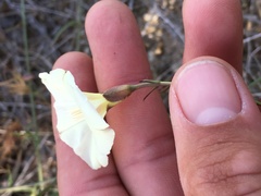 Calystegia longipes