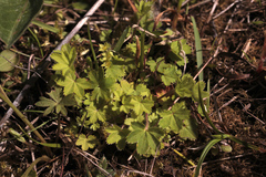 Alchemilla micans