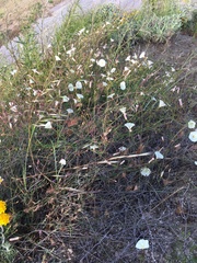 Calystegia longipes