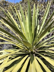 Yucca carnerosana