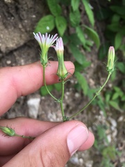 Rafinesquia californica