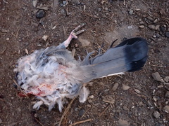 Columba livia domestica