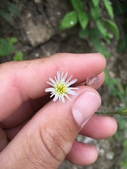 Rafinesquia californica