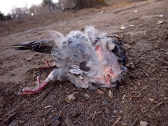 Columba livia domestica