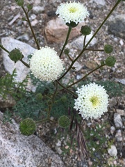 Chaenactis artemisiifolia