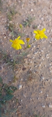Senecio glaucus