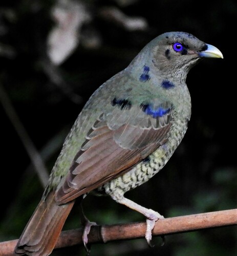 Satin Bowerbird
