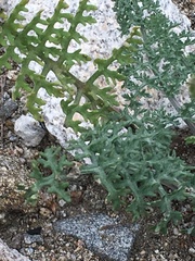 Chaenactis artemisiifolia