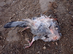 Columba livia domestica