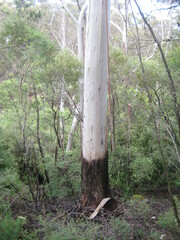 Eucalyptus oreades