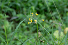 Youngia