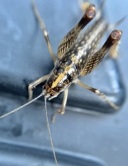 Ceuthophilus