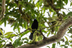 Ramphocelus flammigerus