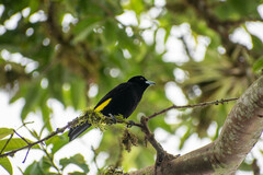Ramphocelus flammigerus