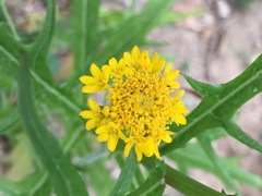 Chaenactis glabriuscula