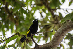 Ramphocelus flammigerus