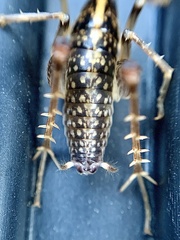 Ceuthophilus
