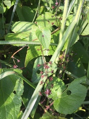 Dioscorea galeottiana