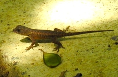 Sceloporus nelsoni