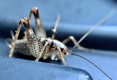 Ceuthophilus