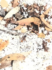 Tetramorium