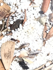 Tetramorium