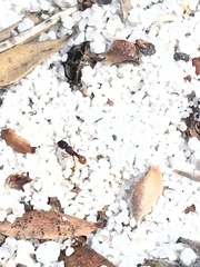 Tetramorium
