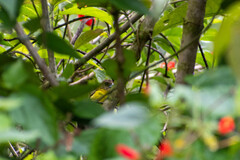 Ramphocelus flammigerus