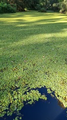 Salvinia molesta