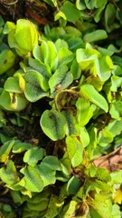 Salvinia molesta