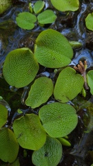 Salvinia molesta