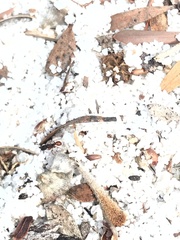 Tetramorium
