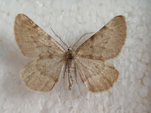 Elophos zelleraria