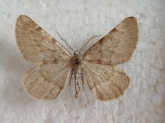 Sciadia zelleraria