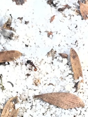 Tetramorium