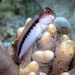 Barred Blenny - Photo (c) Wayne and Pam Osborn, some rights reserved (CC BY-NC), uploaded by Wayne and Pam Osborn