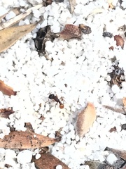 Tetramorium