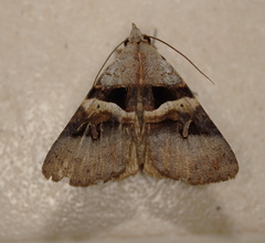 Avatha discolor