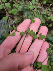 Coprosma rubra
