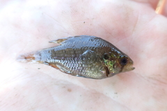 Enneacanthus gloriosus