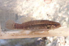 Umbra pygmaea
