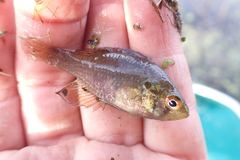 Enneacanthus gloriosus